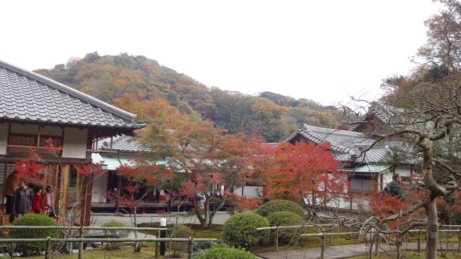 紅葉。期間限定雨天中止の長寿寺、切通を抜けて予想外に混んでいた海蔵寺(鎌倉26)