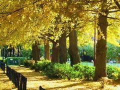 カラフルな善福寺川緑地＆和田堀公園で90分～お金をかけずに紅葉を楽しむ