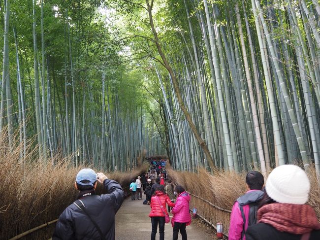 新しいカメラＯＭ−Ｄの初撮り、天龍寺を出て竹林の道に入ります。<br /><br />このあたりは初めての場所、とりあえず歩いてみます。<br /><br />そこで最初にあったのが大河内山荘、入ってみる事にしました。<br /><br />そして、竹林の道をもどると、野宮神社（ののみやじんじゃ）があり、参拝します。<br /><br />そのあとちょっと散策して、帰途に。<br /><br />【写真は、竹林の道です。】