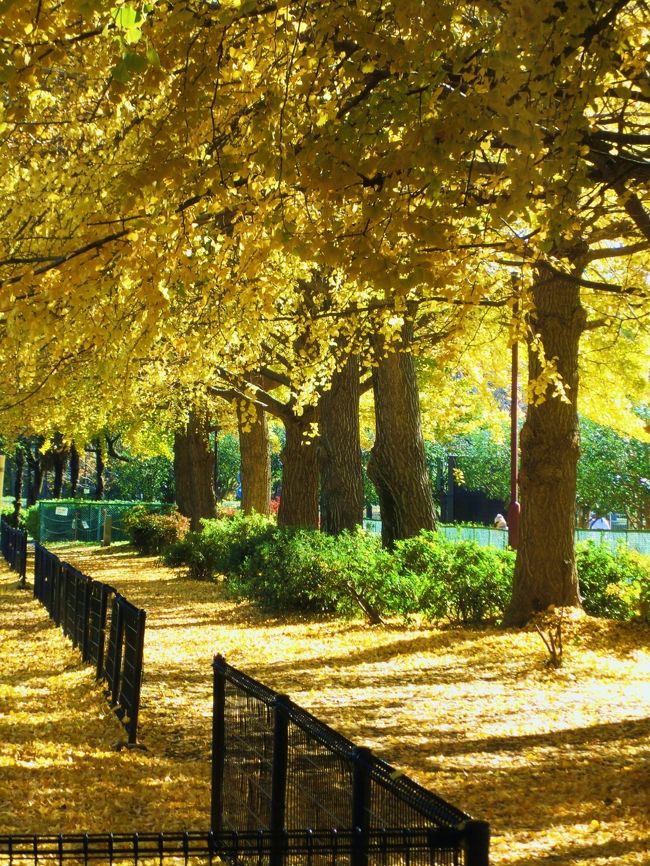 先週の代々木公園に引き続き、紅葉を求めてのお出かけです。<br />条件も全く同じ「紅葉は見に行きたいけど、お金は使いたくない。行って見た事の有る所へも行きたくない。お昼ご飯までには帰って来たい」で、場所探し。<br />結果、片道237円で東京メトロ丸の内線の南阿佐ヶ谷、新高円寺から歩いて行けるタイトルの2ヶ所(隣接しています)に決めました。入場無料も何も、一般道沿いなので、勝手に歩いて良い訳です。<br />善福寺川の方は桜も有名らしいので、またその時期に訪れたいと思います。<br />赤い紅葉は和田堀公園の方が多かったかな。<br />和田堀公園からの帰り、新高円寺まではバスを勧められましたが(停留所6個)、此処で210円のバス代は払いたくなかったので、歩いちゃいました。その時間は計算に入れてません。<br /><br />もう仕事は師走モードに入って休日出勤も増えるし、今年のお出かけはこれで終わりかな?