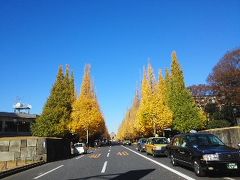 都内の紅葉