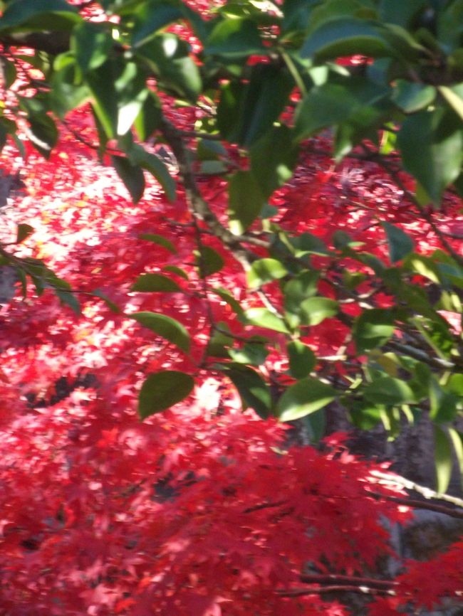 京都御所に続き、春の櫻に続き。親に見せたい皇居の花