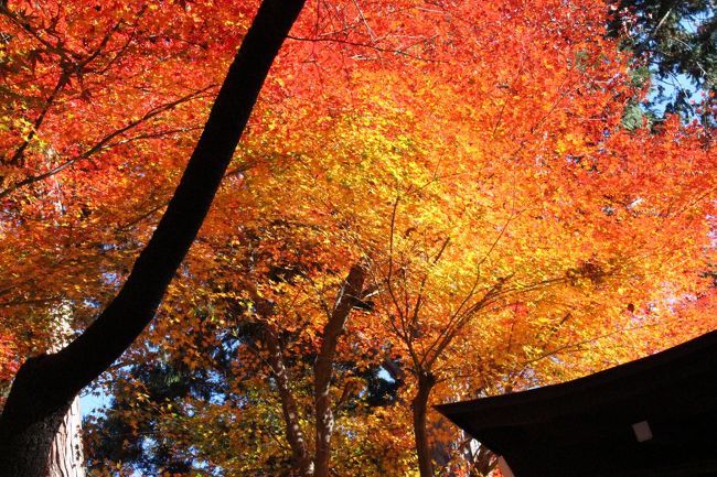 2011年の京都でみた紅葉に魅せられて3年ぶりに訪問した秋の京都。<br />今年は例年よりも紅葉のピークが早かったこと、天候にも恵まれなかったこともあり少し残念な京都旅行となりました。<br />でも念願であった永観堂はいくことができたし楽しい京都旅行でした。<br /><br />また3年後あたりに再訪問したい場所です（笑）