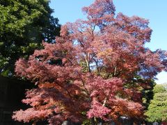 皇居乾通りの紅葉