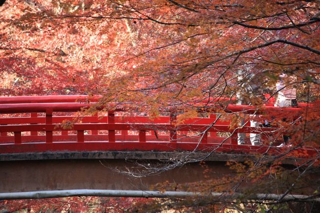 愛知県の紅葉の名所、瀬戸の岩屋堂公園へ<br />カメラのレンズを壊すハプニングがあったため、望遠レンズ1本で勝負！！<br />ライトアップが有名らしいが、ものすごい渋滞なので、夕方で退散です。