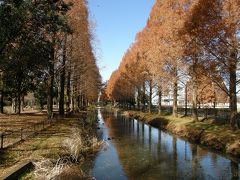 晩秋のウォーキングコースから見られた風景・・・②加須はなさき水上公園のメタセコイヤの紅葉