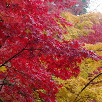 寂光院から高台寺のライトアップまで