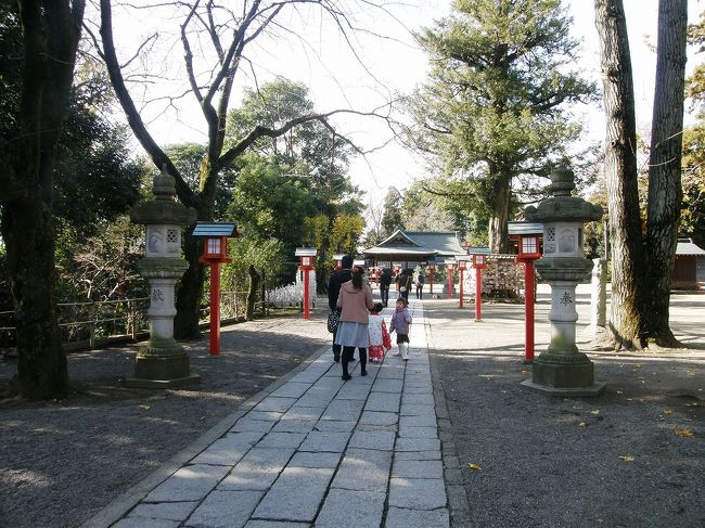 今日は日曜日　朝起きたら快晴　昨日登山から帰ったばかりなので何時もの早朝ウォーキングの出発５時を７時半にずらせて自宅を出発。<br />コースは久喜市の自宅を出て鷲宮高校周辺の田園地帯を歩きまわり富士山・秩父連峰・日光連山・筑波山を見て加須市を折り返し加須はなさき水上公園のメタセコイヤの紅葉は圧巻でした。<br />おりしも「加須市こいのぼりマラソン大会」のコースに入っている平成国際大学周辺から鷲宮神社を訪れ七五三の家族連れが目立ち微笑ましい光景が見られた。鷲宮神社からは毎朝歩いているコースを自宅まで歩きました。<br /><br />晩秋のウォーキングコースから見られた風景・・・<br />①関東平野外周の山々を楽しむ<br />②加須はなさき水上公園のメタセコイヤの紅葉<br />※③鷲宮神社の七五三風景<br /><br />所要時間(撮影時間含み)４時間半・22.700歩でした。<br /><br />