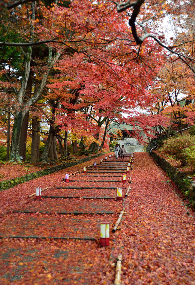 ここ何年かは毎年京都に行っているけど、桜や紅葉の時期はなかなか行けなくてね。<br /><br />今年は、会社の保養施設が空いていたので、土日の一泊２日で京都で紅葉狩りが実現できました。<br /><br />1日目の紅葉狩りは、午前が山科の元慶寺と毘沙門堂、午後は金戒光明寺、ライトアップは将軍塚。食事は昼食が岡崎の白河院、夕食が北白川の大喜久です。<br /><br />＊ 紅葉は季節ものなので、コメントは途中ですがとりあえずアップしますね。