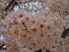 母校の桜 & 井之頭公園 φ(ω｀●)