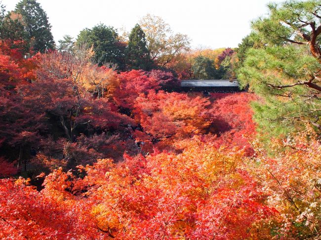 石清水八幡宮に参拝した後は、京阪電車で東福寺へ移動。久しぶりに東福寺の紅葉を見に行きましたが、日本人と外国人（タイ人らしき団体が多かった）でものすごい混雑でした。