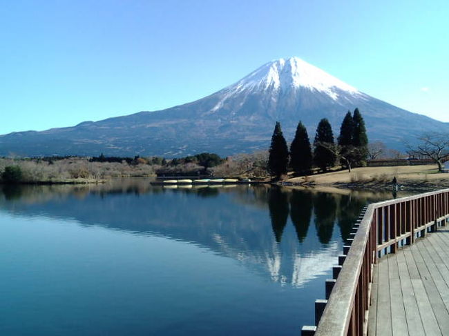 12月になったので忘年会でもしようと、富士の山小屋に集まることにしました。ところが話を決めてから寒波が来たため、山沿いでは大雪になったところもあるようでした。少し心配もありましたが、チェーンを積んでごごから出発しました。<br /><br />冬の日の暮れは早く、中央高速を走っているうちに暗くなってきました。相模湖で休憩をすると、なんとチラチラ小雪が舞っているではありませんか。気温もかなり低くなり、路面凍結注意のサインが出ています。高速を降りた頃には、辺りは真っ暗。山道に入ると街路灯が無いため、余計に暗く感じます。たまに出会うのは野生のシカでしょうか。光る眼が点のように見えます。寒さはあった物の、富士の周辺に雪はなく無事に着くことが出来ました。<br /><br />車のライトを消すと、辺りは真っ暗です。寒波で雲が飛ばされたのか、星や月が綺麗に見えます。静かなためジェット機の音までかすかに聞こえます。上空を見ると、赤いライトが小さな点のように見えて動いていきます。一万メートル近い高度なのでしょうけど、肉眼で見えてしまうほど空気が澄んでいました。小屋の中は、この季節になると暖炉の炎が温かみを感じさせてくれます。慣れないまき割りをしながら暖炉の火をもやし、鍋を囲んで夜更けまで忘年会でした。<br /><br />翌朝は、起きてみるとマイナスの気温でした。車のフロントガラスも落ち葉も真っ白になっています。よく地面を見ると、霜柱が盛り上がっていました。秋に栗拾いをした木々も、全て葉が落ちて枝だけになっています。空気は冷たいのですが、空は綺麗に晴れ上がり、富士山がとても大きく見えました。<br /><br />朝食をとってから、本日のお散歩。まず猪之頭の集落へ出てみました。するとガレージの様な施設で「ニコニコ市」の旗を見つけました。覗いてみると、地元の野菜や漬物などが売られていました。店番のおじいさんから味見をしてと、いくつもの漬物を進められました。その中に「鳴沢漬け」があり、初めて食べました。聞けば地元の野菜で葉が長いので漬物にする、と言う説明でした。お土産に、一つ購入しました。<br /><br />この近くに田貫湖があります。富士五胡ほど有名な湖ではありませんが、休暇村やキャンプ場が整備されていて、釣りやボート遊びが楽しめる所です。一周する遊歩道があるため、ウォーキングで体を温めることにしました。どこを歩いていても富士山が見える絶景です。展望デッキに出ると、逆さ富士が湖に映って見えます。かなりの距離を歩くことになるかと思ったのですが、一部の区間が工事中で通行できませんでした。少しホッとして、駐車場へ戻りました。<br /><br />自然に囲まれた湖で、商業的な施設がほとんどありません。賑やかに音楽がかかったり、団体が観光バスで訪れたりするところでもありません。富士方面へ来たら、こんなところで静かに一日過ごすのも良いのではないでしょうか。<br /><br />