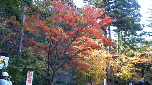 千葉県南房総市の奥深い山間ににある小松寺は、紅葉で千葉県で有名です。国の指定文化財の銅像十一面観音坐像や県の指定文化財の燈籠が有名です。平安時代から続く由緒ある古希です。手づかずのの原生林を歩くだけでも心が癒されます。