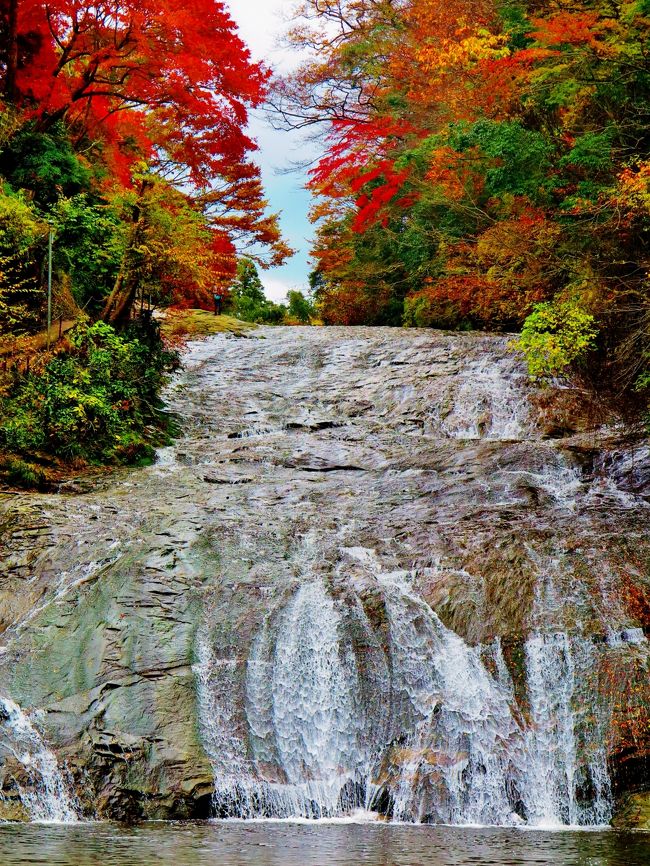 粟又の滝　房総一を誇る名瀑布です。<br />100メートルにわたって滑り台のようなゆるやかな岩肌を流れ落ちるこの滝は、幻想的な美しさで人々を魅了します。川面を秋風が渡る頃、渓谷は紅葉で赤く色付きます。まさに県下有数と称されるにふさわしい、紅葉の名所を堪能できます。<br />見頃は11月下旬から12月上旬。<br />（　http://www.town.otaki.chiba.jp/index.cfm/10,388,60,127,html　より引用（<br /><br />養老渓谷（ようろうけいこく）は、千葉県夷隅郡大多喜町から市原市を流れる養老川によって形成された渓谷。春はツツジ、フジ、秋には雑木の紅葉が美しく、ハイキングコースも整備されている。弘文洞跡という隧道の跡がある。中心地は大多喜町と市原市の境界付近。千葉県道81号市原天津小湊線沿いに旅館や土産物屋が建ち並ぶ。養老渓谷温泉や秋の紅葉狩りにより、当渓谷の西側にある梅ヶ瀬渓谷とともに千葉県内有数の観光地となっている。<br />2007年、日本の地質百選に選定された（「養老渓谷・黒滝不整合」）。周囲は「県立養老渓谷奥清澄自然公園 」に指定されている。<br />粟又の滝（高滝） - 落差30m、長さ100mの県内最大の滝。<br />（フリー百科事典『ウィキペディア（Wikipedia）』より引用）<br /><br />養老渓谷については・・<br />http://www.yorokeikoku.com/top.html<br /><br />「養老渓谷」もみじ狩りと東京ドイツ村ｲﾙﾐﾈｰｼｮﾝ　日帰り　阪急交通社<br />