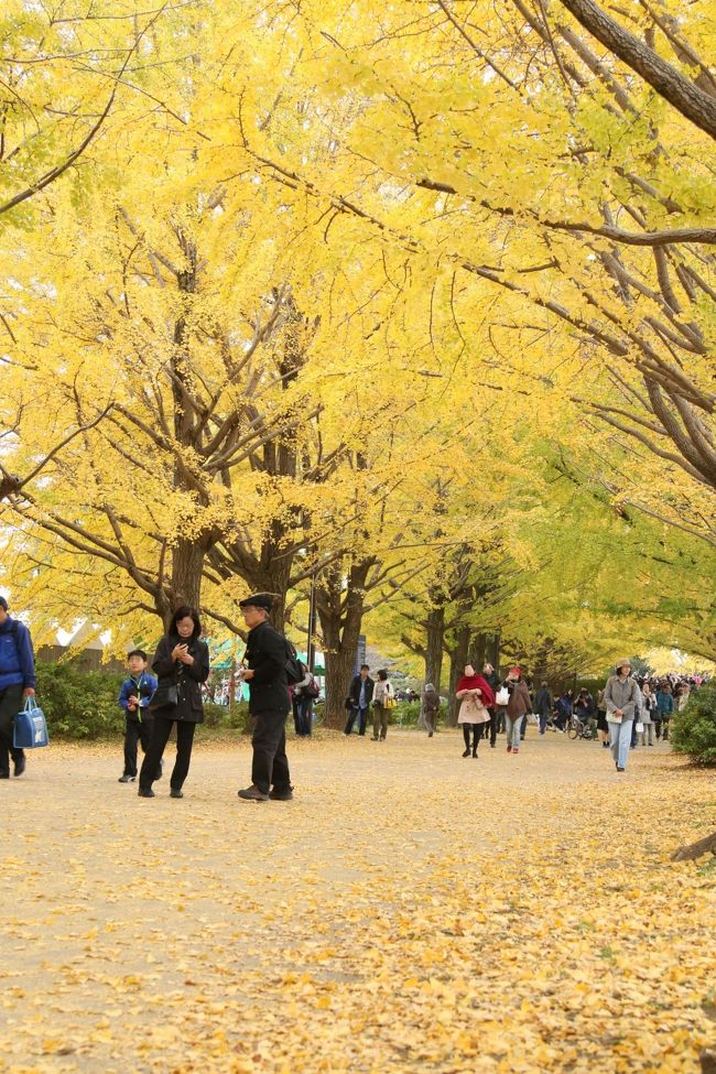 今年の３月に初めて昭和記念公園コミュのオフ会に参加させていただいた時に耳にしたひと言、、<br />「秋には、このイチョウ並木が黄葉（こうよう）して黄金色に輝くのだよ。。」<br />　“黄金色に輝く”イチョウ並木を見てみたい…　その一心で。。<br />恒例のコスモスオフ会が天候不良の為中止となった翌１１月…<br />“紅葉オフ会”が開催されると知って、文字通り飛んで来ました。。。<br /><br />イチョウのふかふかじゅうたん状態は見られませんでしたが…<br />イチョウ並木の黄金色の“黄葉”に　満足のkuritchi。。<br /><br />反省点は、多忙につき体が弱っているとわかっていて、ついつい前日に美味しいお酒を頂き過ぎちゃったこと…。<br />自己管理の甘さに反省、、、<br /><br />ともあれ、念願のピクニックオフ会に参加～♪<br />反省点は多かったけれど、参加出来てよかった～♪<br />昭和記念公園コミュの皆さま 感謝♪ 感謝♪ の一日でした…。<br /><br />（編集中）