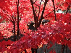 「　皇居・乾通り　一般公開　～　日比谷公園　紅葉さがし　」　2014　