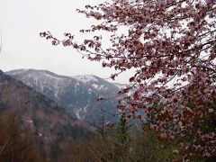 少し遅い奥日光の春「桜」