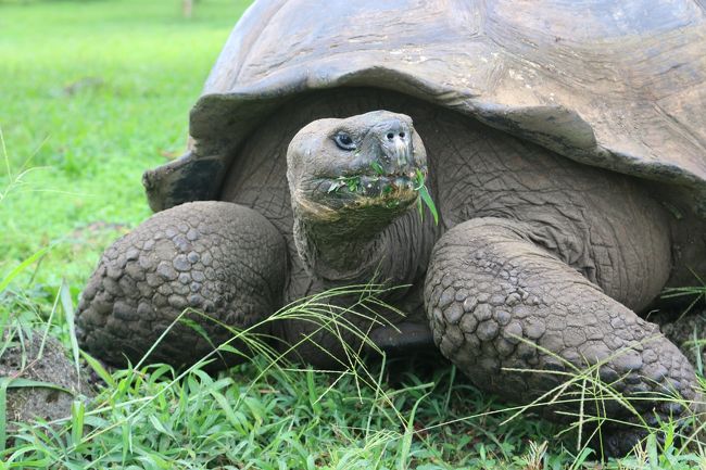 去年の８月に訪れた エクアドル。　おもに　首都のキト中心を観光しましたが　出来る事なら　ガラパゴス諸島に行ってみたかった。　時間的に不可能だったので、　”いつか絶対に　ガラパゴスのために　エクアドルに戻ってくる！”　と決意して帰国しました。　<br /><br />そして、一年後、　こんなに早く夢を実現する事ができました！！<br /><br />いつもの弾丸旅行では　楽しくない。　出来る事ならゆっくりと　プランなしで　好きなところを行き当たりばったりで旅行してみたい。　ガラパゴスだけじゃなく　ほかの南米の国々も訪れたい。　日本にも帰りたい。アジアにも行ってみたい！　<br /><br />と、いうことで　仕事を強引に休んで（職場に有無を言わせず）約２ヶ月の行き当たりばったりの休暇を楽しみました。　<br /><br />プランなし、　予約はほとんどなしの　一人旅行。　現地でラストミニッツ　ディールの安いツアーなどを探す予定で　とりあえず予約したのは　ニューアーク　キトのチケット、　キトからガラパゴスへの　片道チケットです。<br /><br />エクアドルには去年行ったので　キトの空港の様子は分かります。　スペイン語は職場にいる　ヒスパニックの人達と　英語とスパニッシュを交えながらしゃべっているので　何となくは通じるかな？　<br /><br />動物、自然大好きの人間には　天国のガラパゴス。　生涯で忘れられない旅になりました、