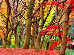 北の丸公園　もみじ林見ごろ　散り紅葉も色あざやかに　☆武道館近くの穴場的名所