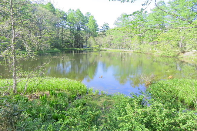 昨年秋に続いて、長野県の戸隠植物園に野鳥の会の仲間達と一泊旅行で行ってきました。<br />直前情報では、戸隠植物園にアカショウビンが入っているとの情報があり、期待して出かけましたが・・・。<br /><br />表紙写真は、戸隠植物園の「みどりが池」の風景です。