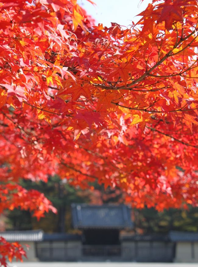 ２０１４年の京の紅葉は御所と北野天満宮に行ってきました。<br />この時期有名処は大混雑ですから、わりと空いていて錦の景色を堪能できました。<br />　