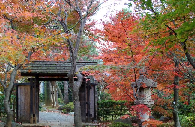 先日回りきれなかった東横線沿線の紅葉スポットを巡りました。最後に「青の洞窟中目黒」を見てきました。<br />表紙は、「旧朝倉家住宅」の庭園