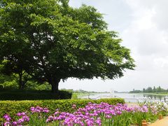 たてばやし花菖蒲まつり