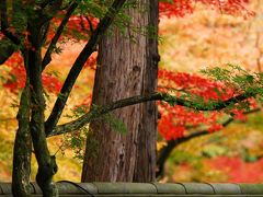 2014紅葉（3） 大垣・円興寺＆多治見・虎渓山永保寺の紅葉