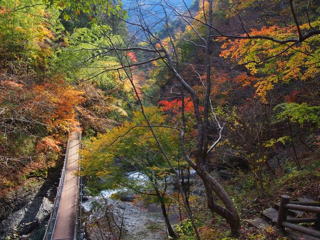 地図をぼんやり見てたら、<br />南アルプスの山中にある<br />奈良田温泉とか西山温泉とか<br />非常に気になっていたんだけど、<br />当然これ名古屋から遠すぎてそう簡単にはこれなかったわけだ。<br /><br />今年思い立って<br />秋の紅葉シーズンに奈良田温泉に泊まろうとしたら、、、<br />満室だったので、その息子さん夫婦がやっている十谷温泉にとまった。<br />秋の紅葉まつりやってるのは知っていたけど、<br />この峡谷、全く知らなかったけど、なかなかスゴイ。<br /><br />何がすごいって、高低差。<br />階段吊り橋が何個もかかってる。<br /><br />当然ながら紅葉も素晴らしい。<br /><br />ついでに<br />拠点となる十谷集落の<br />廃墟感・くたびれ感もたまらない。<br />（住んでる人本当にごめんなさい・・・）<br />こうゆう集落、特段何もないけどすみずみまで散歩したくなる。<br /><br />そして源氏の湯。<br />到着が日没後になってしまったが、<br />国道42号から大して遠くない割に<br />物凄い山奥秘境感のある立地。<br /><br />まずもって、十谷集落付近から宿までの道路が<br />明かりがない超絶な細さ。（崖っぷちかつクネクネ）<br />暗すぎて旅館の入口から駐車場までどうたどり着いたらいいのか<br />わからなかったっす笑<br />なかなかの急こう配をジグザグに降りていくものですから。<br /><br />