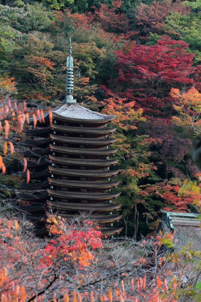 　一度は、見ておきたかった談山神社の紅葉。雪の談山神社もよさそうですが、紅葉も絶景であると聞いていたので早朝から出撃しました。<br /><br />　ただ難しいのは紅葉の時期です。高度さが若干あるので、写真では塔の周りが紅葉ピークですが、下の方はまだ緑が残る状態もあります。どの状態の紅葉を見るかは、１週間ぐらいで刻々変化する為、タイミングを決めるのが大変でした。<br /><br />　その日は、塔の周りが紅葉している状態であると各種サイトを見て判断、出撃です。<br /><br />　当日、天皇陛下の行幸が奈良飛鳥方面にあるので交通規制も考慮し、早朝から突撃です。<br />　朝６時現地に付く。一番近い駐車場は、３割程度。みんなカメラマンです。１０時過ぎには待つ車がありましたが、遠い駐車場には止めることができる状態でした。<br /><br />　撮影ポイントは、まず入江泰吉など多くの人が撮っている神社と同じ高さのポイントを目指します。駐車場に車を止め坂を上り土産物屋を通過します。通過し５分も上ると左折できる道があり、その角のところにうえに登る坂道があります。城の石垣のような感じのところでそこを登ると５人位カメラマンがいてました。<br /><br />　そこから撮影したのですが、前の木々が邪魔で撮影しにくいところもありましたが、予想通りのアングルで満足。<br /><br />　当日朝は、少し陰っていたが、朝日が最後に輝く。輝きすぎるのも撮影しにくいが、まるで錦を纏ったようである。(写真参考）<br />薄曇がここは一番いいのではないかと思う。ここは西の東照宮と呼ばれるほど紅葉がいいのが判る。だが関西人ゆえ向こうを東の談山神社と呼びたい。<br /><br />　写真数が多いですがご容赦を。<br /><br />談山神社（たんざんじんじゃ）は、奈良県桜井市の多武峰（とうのみね）にある神社。祭神は中臣鎌足（談山大明神・談山権現）。桜と紅葉の名所である。神仏分離以前は寺院であり、多武峯妙楽寺（とうのみねみょうらくじ）といった。<br /><br />　鎌倉時代に成立した寺伝によると、藤原氏の祖である中臣鎌足の死後の天武天皇7年（678年）、長男で僧の定恵が唐からの帰国後に、父の墓を摂津安威の地（参照：阿武山古墳）から大和のこの地に移し、十三重塔を造立したのが発祥である。天武天皇9年（680年）に講堂（現在の拝殿）が創建され、そこを妙楽寺と号した。大宝元年（701年）、十三重塔の東に鎌足の木像を安置する祠堂（現在の本殿）が建立され、聖霊院と号した。談山の名の由来は、中臣鎌足と中大兄皇子が、大化元年（645年）5月に大化の改新の談合をこの多武峰にて行い、後に「談い山（かたらいやま）」「談所ヶ森」と呼んだことによるとされる。<br /><br />　平安時代には藤原高光が出家後に入山、増賀上人を招聘するなど、藤原氏の繁栄と共に発展を遂げた。鎌倉時代には曹洞宗本山永平寺の二世、孤雲懐奘（大和尚）が参学した。一方、平安時代に天台僧・増賀を迎えたことから、同じ大和国の藤原氏縁の寺院でありながら宗派の違う興福寺とは争いが絶えず、鎌倉時代から室町時代にかけて度々領地などを巡り争論を繰り広げ、多武峯妙楽寺側の十市氏、越智氏は興福寺側の楢原氏、布施氏、北隅氏らの軍勢と小競り合いを繰り返していた。<br /><br />　天仁2年（1108年）には浄土院、食堂、経蔵、惣社、大温室、多宝塔、灌頂堂、五大堂、浄土堂に加え、近くの鹿路の村々が悉く焼かれた。特に十三重塔が承安3年（1173年）に興福寺衆徒勢の焼き討ちで消失し、文治元年（1185年）に再興されている。なお、現在の十三重塔は享禄5年（1532年）に再建されたもので、木造の十三重塔としては世界で唯一現存するものである。<br /><br />　その後も、永享9年（1437年）からの越智、箸尾両氏の室町幕府軍への抵抗戦（大和永享の乱）、永正3年（1506年）8月の赤沢朝経軍に対する大和国人一揆（十市氏、越智氏、箸尾氏）の抵抗戦、永禄2年（1559年）からの松永久秀に対する十市氏の抵抗戦といった「多武峰合戦」と称する3つ抵抗戦が起きるなど、ここを舞台とする戦乱は絶えることがなかった。天正13年（1585年）、豊臣秀吉により郡山城下に移すことを厳命され破却、遷座。天正18年（1590年）に帰山を許された。徳川家康により復興。近世の朱印領は3,000石余である。<br /><br />　明治2年（1869年）に神仏分離令により僧徒が還俗。談山神社と改称され、近代社格制度のもと、別格官幣社に列した。しかし仏教建築は現代も談山神社境内に見ることができる。明治の廃仏毀釈の際に寺を廃し神社のみとなったが、建物は寺院建築をそのまま使用しているため、独特の雰囲気を残している。<br /><br />　談山神社から御破裂山への山道があり、その奥に中臣鎌足の墓所といわれる場所がある。談山神社から、少し歩いたところに中臣鎌足の次男、淡海公（藤原不比等）の墓といわれる石塔がある。<br /><br />　拝殿や十三重塔は戦前に何度か日本銀行券の図案に採用されたことがある。<br /><br />　紅葉の名所として名高いが、桜も多く標高が高いことから周辺よりも遅咲きの桜が楽しめる。<br /><br />