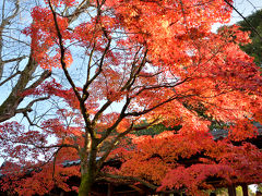 一泊2日の京都で紅葉狩り（2日目～東福寺と平等院～)