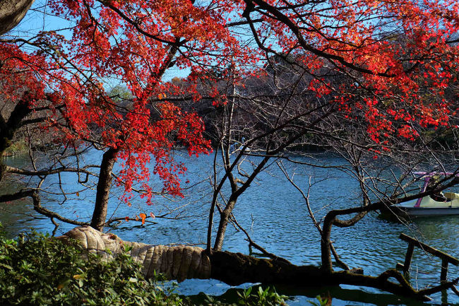 春の散歩で　沢山のもみじの木を見つけ　<br /><br />秋にはさぞ綺麗になるだろうと　出かけました。<br /><br />その前に　レストランで食べたイタヤ料理の美味しかった事<br /><br />４ｔrで　初めて紹介したくなりました。<br /><br /><br />井の頭公園<br />http://www.kensetsu.metro.tokyo.jp/seibuk/inokashira/<br />サルヴァトーレ　クオモ＆バール<br />http://www.atre.co.jp/shop/index.php?sid=994&amp;scd=14