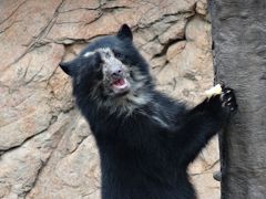2014年12月　レッサーパンダを見に行こう！　よこはま動物園ズーラシア２