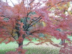 皇居乾通りの紅葉を愛でる（その１）