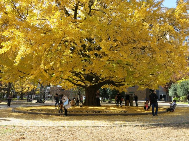 今年の秋は紅葉を見に行っていないなぁと思い、師走のこの時期でも紅葉を楽しめるところを考えてみました。山の紅葉はとっくの昔に終わってるし、鎌倉のような観光地もいまいち行く気がしない。じゃあどこにしようかなと思案した結果、東京大学のイチョウ並木が見事なことを思い出したので、家族を連れて東大散歩することにしました。<br />同じようなことを考える人は多いらしく、家族連れもたくさん見かけました。車も通らないので小さい子連れも安心ですよ。