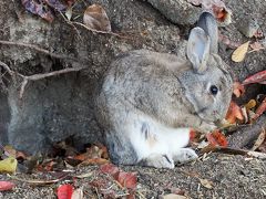 うさぎの楽園で癒される