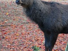 秋色に染まる宮島