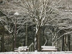 あ～ぁ！とうとう積もっちゃった・・・雪・・・。