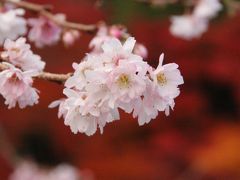 南相馬市　紅葉と寒桜どちらも見ごろ！知る人だけが知る宝蔵寺　晩秋の風景