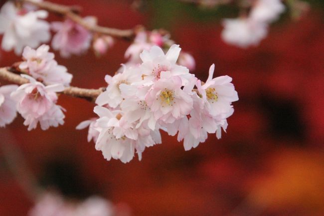 昨日は高萩の花貫渓谷を訪れ、そのまま旦那の両親のいる南相馬に泊まることになった。<br />朝になり、義姉が、「ここらへんにも京都に負けないくらいきれいなもみじが見られるところがある」というので、みんなで行ってみることに。<br />車で２０分ほどのところ、きれいな紅葉が目に飛び込んできた。<br />そして駐車場のまわりには満開の寒桜が！真っ赤な紅葉と薄ピンクの寒桜のコラボ。なんとも贅沢。<br />もちろん観光地ではないので、私たちのほかには十数人しかいない、紅葉の穴場なんだそうだ。<br />市の天然記念物に指定された大イチョウ、そしてちょうど見ごろの紅葉と寒桜を思いがけず楽しむことができた。<br />