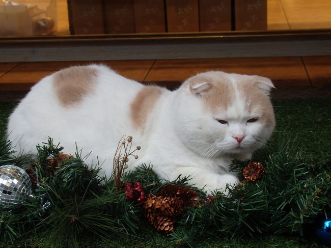 ５度目の台湾滞在となりました。３泊４日。<br /><br />今回の旅は…。<br /><br />初ＨＳＲ（台湾高速鉄道）乗車！<br />初の台中滞在！<br />初の海外披露宴参列！<br /><br />そして台北ではいつもの手芸屋さんにも行けたし、<br />美味しいものもいっぱい見つけたし。<br /><br />大満足の台湾滞在となりました。また行きたい〜！！！<br /><br />ちなみに写真は、台北駅近くの雑貨屋さんの看板ネコ！！