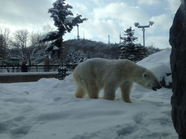 真冬の旭山動物園に行ってきました。連れが夏に行ってきたんで冬も見てみたいと訪れました。常に雪がちらつき、氷点下６度くらいととても寒かったです。