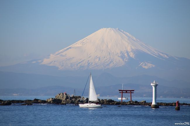 快晴の天皇誕生日、空気も乾燥していて、きっと富士山が綺麗な姿を見せてくれるのではと思い、葉山まで出掛けてみました。<br />期待通りに、素晴らしい富士山を楽しむことが出来ました。やはり♪富士は日本一の山♪ですね。<br />葉山から逗子、鎌倉へ歩き、最後は、鶴岡八幡宮へ今年のお礼参りに行きました。