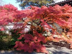 京都の紅葉2014年「岩倉実相院」