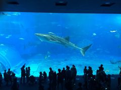 初めての沖縄・2泊3日・美ら海水族館～カヤック～山原そば