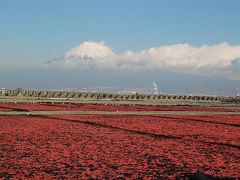赤く染まる桜えび干しと富士山（静岡）