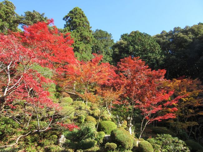 11月17日から３泊4日で京都に行った際、3日目に滋賀県の湖東三山の紅葉を見に行きました。<br /><br />お寺の名前は、湖東三山の百済寺、金剛輪寺、西明寺と永源寺の４カ寺です。この旅行記では金剛輪寺、西明寺を紹介します。<br /><br />◎　金剛輪寺の「血染めの紅葉」は見事です。一見の価値ありです。見どころは本堂周辺と名勝庭園の２か所です。<br /><br />◎　西明寺はきらびやかでない、素朴さが感じれらました。<br /><br />