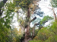 世界遺産　屋久島の旅　～縄文杉をみるために～　縄文杉トレッキングpart2