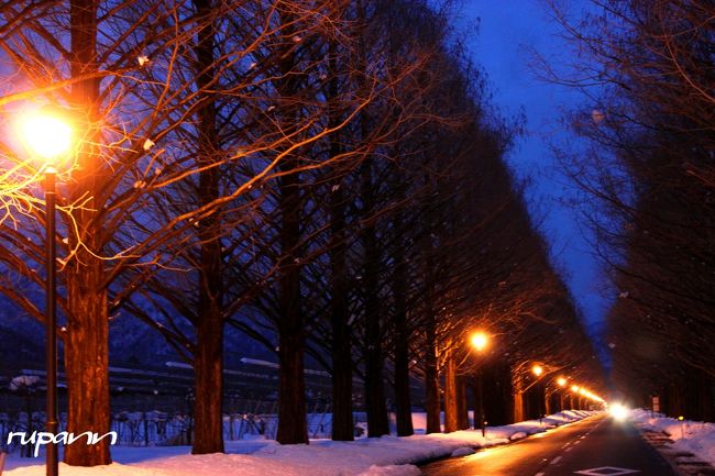 関西１dayパスで琵琶湖一周～<br />雪化粧の彦根城　玄宮園からの眺めを楽しみ♪<br />雪深い湖北を周って車窓からの眺めを...<br />マキノに着いたのは16：00<br />ピックランド行きバスはマキノ高原スキー場を経由<br />マキノ駅から貸切だったバスはスキー場帰りの人々で溢れ<br />夕刻のピックランドで降りたのは私一人...<br />冬枯れのメタセコイア並木～街灯が点る迄<br />寒さに震えながら最終のバスを待つのはやはり私一人<br />ピックランドの灯りは消え辺りは真っ暗...不安<br />５分遅れでバスが来たぁ～ほっ　帰途に<br />