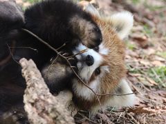 歳末レッサーパンダ詣は今年も千葉市動物公園で（２）Red Panda特集：やっと会いに来たよ、メイタくん！～風菜ちゃんとみいちゃんに見えて仕方がなかったメイメイ・ママとメイタくん母子